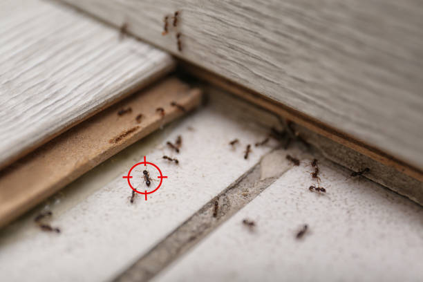 Best Local Pest Control Services  in Norwood, OH